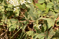 Guardiola platyphylla