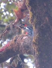 Dendrocopos darjellensis