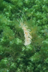 Phyllodesmium serratum