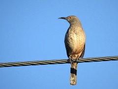 Toxostoma curvirostre
