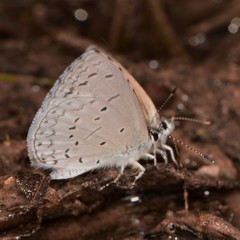 Celastrina echo cinerea