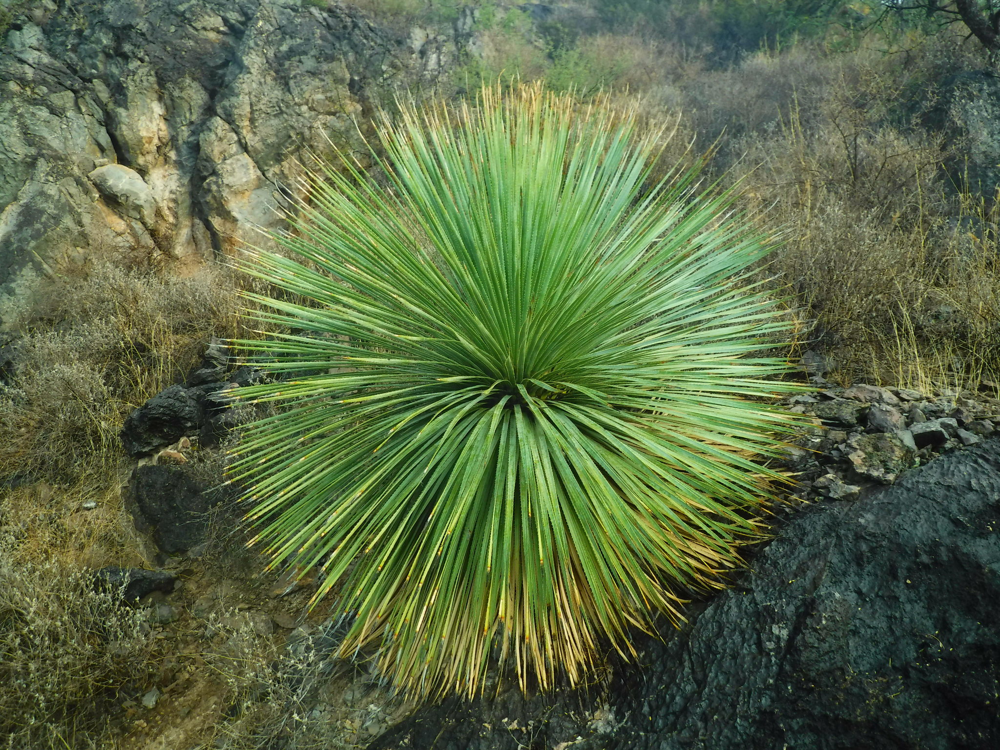 Dasylirion wheeleri