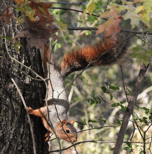 Eastern Fox Squirrel photographed in Arkansas