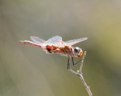 Tramea stenoloba