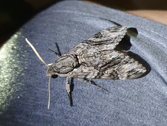 Agrius godarti