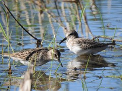 Calidris minutilla