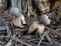 Geastrum fornicatum