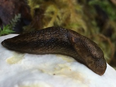 Prophysaon vanattae