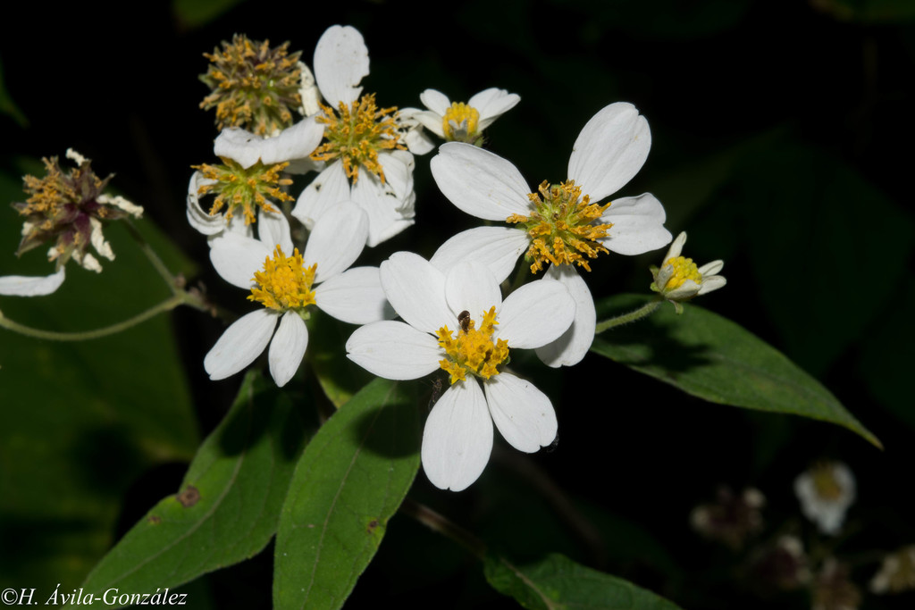 Montanoa leucantha arborescens from San Dimas, Dgo., México on November ...