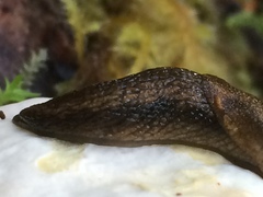 Prophysaon vanattae