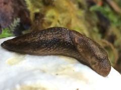 Prophysaon vanattae