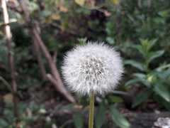 Taraxacum officinale image