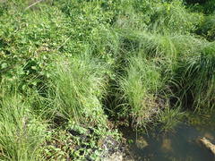 Carex subdola