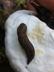 Prophysaon vanattae