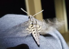 Agrius godarti