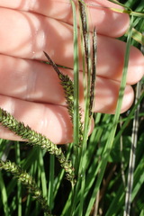 Carex subdola