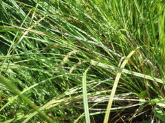 Carex subdola