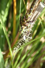 Carex subdola