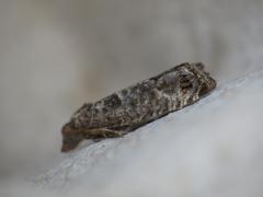 Spilonota ocellana