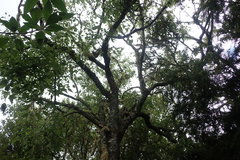 Plagianthus regius regius