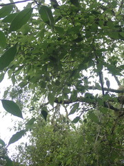 Plagianthus regius regius