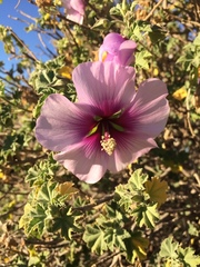 Malva subovata bicolor