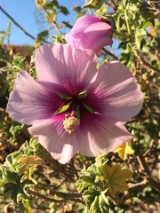 Malva subovata bicolor