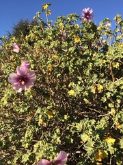Malva subovata bicolor