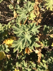 Malva subovata bicolor