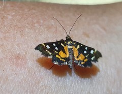 Diathrausta ochreipennis