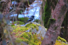 Phoenicurus coeruleocephala