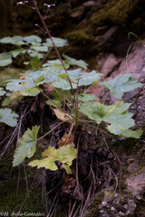 Heuchera mexicana mexicana