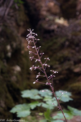 Heuchera mexicana mexicana