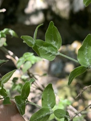 Jasminum streptopus