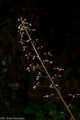 Heuchera mexicana mexicana