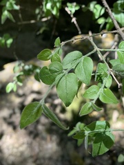 Jasminum streptopus
