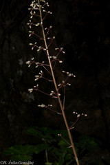 Heuchera mexicana mexicana