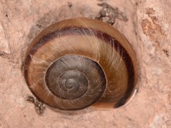 Sonorella granulatissima