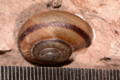 Sonorella granulatissima