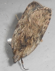 Phaeosaces compsotypa