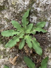 Stenoglottis fimbriata