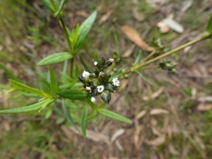 Logania recurva