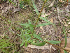 Logania recurva