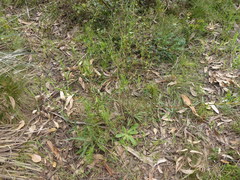 Logania recurva