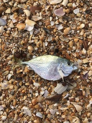 Chloroscombrus chrysurus