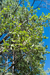 Cercocarpus macrophyllus