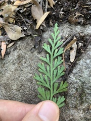 Asplenium theciferum