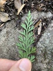 Asplenium theciferum