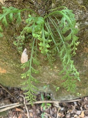 Asplenium theciferum