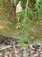 Asplenium theciferum